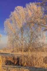 Foggy Landscape frozen trees winter concept