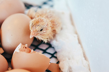 Newborn little yellow chicken in the incubator chick birth
