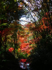 瀬戸の岩屋堂の紅葉
