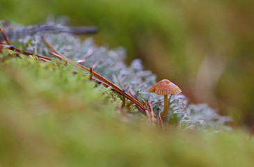 late autumn mushrooms