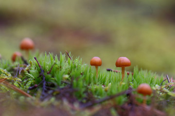 late autumn mushrooms