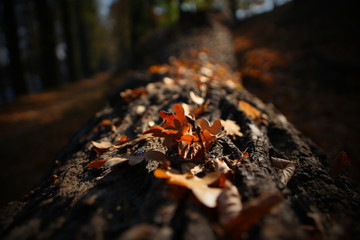 autumn background, leaves on wood
