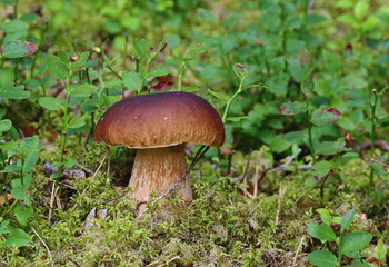 late autumn mushrooms