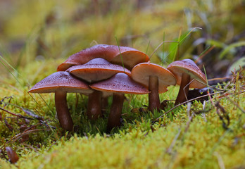 late autumn mushrooms