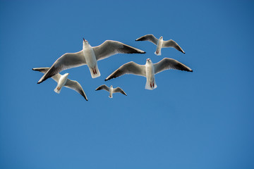 Obraz premium Seagull flying in blue a sky