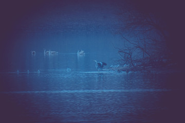 Heron on the shore of a pond