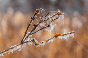 Spinnweben voll mit Tau hängen an einem Ast