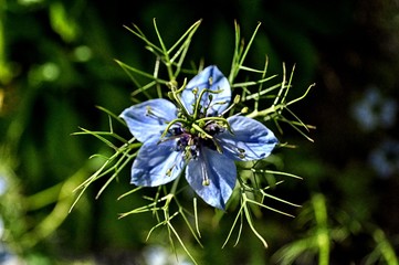 nigella azzurra