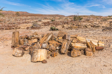 Petrified and mineralized tree trunk in the Petrified Forest National Park at Khorixas, Damaraland, Namibia.