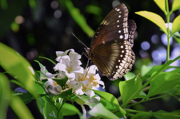Obraz na płótnie Canvas Beautiful butterfly & flower in the garden