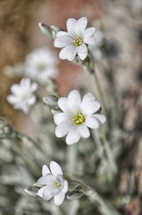 Fototapeta premium Fiori rampicanti