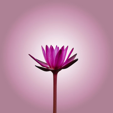 Pink water lily isolated on white pink gradient background with working path