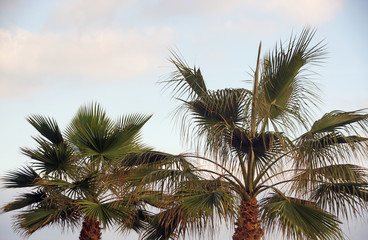 Fototapeta na wymiar Fantastic palm trees on Crete, Greece