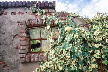 Old wall with a broken window overgrown by a creeper