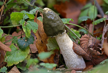 Late autumn mushrooms
