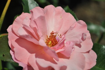 rosa rosa
