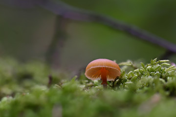 Late autumn mushrooms