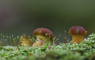 Late autumn mushrooms