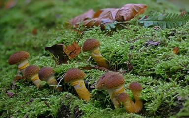 Late autumn mushrooms