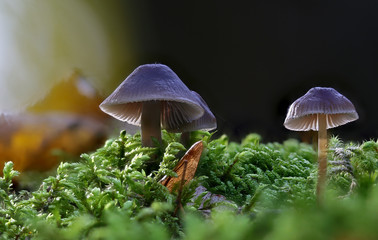 Late autumn mushrooms