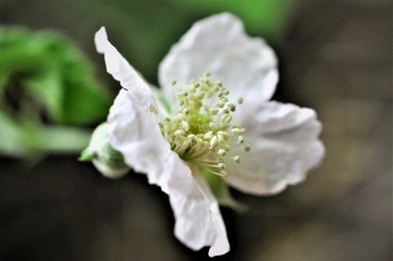 Obraz na płótnie Canvas fiore bianco