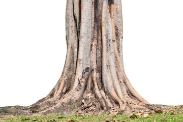 Roots of tree and trunk isolated on white background.