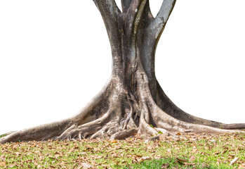 Roots of tree and trunk isolated on white background.