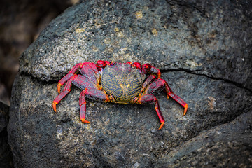 Red crab on black volcanic rock.