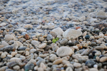 wet pebbles