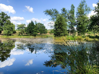 Obraz premium Lüneburger Heide, Deutschland, Niedersachsen
