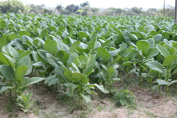 Tabakpflanzen