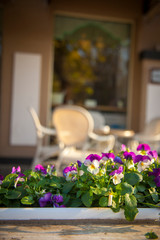 Violets on the street