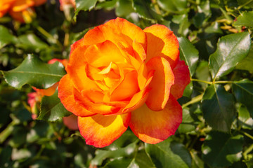 Orangene Rose
