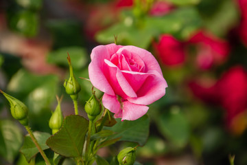 Pinke Rose