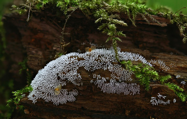 slime mold