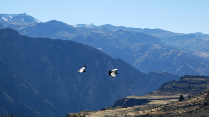 Panoramic view of Colca Canyon, Peru. The Colca Valley is a colorful Andean valley with pre-Inca roots and towns founded in Spanish colonial times.