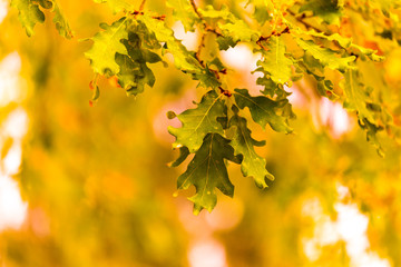 Fototapeta na wymiar autumn colors and leaves in Ioannina city greece