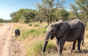 Elephants surrounded by acacias in Tanzania