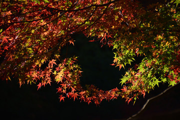 紅葉　秋　もみじ　風景