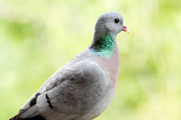 Hohltaube auf Futtersuche