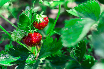 strawberry ripe growing on a bush