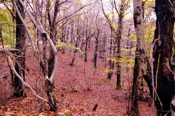 nature landscapes