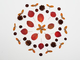 Autumn composition. Mandala made of leaves, cones, chestnuts and acorns on white background. Flat lay, top view