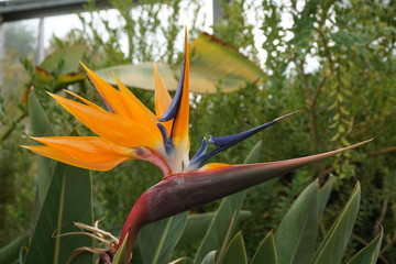 bird of paradise