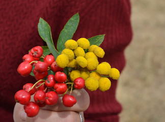 Tansy & rowan berries in hand