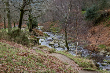 Fototapeta premium stream of water in the forest