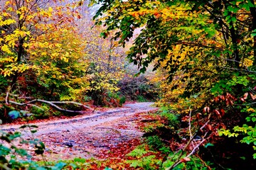 Autumn