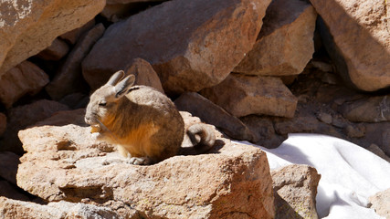 Viscacha, similar to chinchillas 