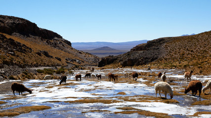 Peruvian Llamas, the  famous South American animal, Peru