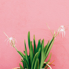 Plants on pink concept. Flower on pink wall background. Minimal plant art.